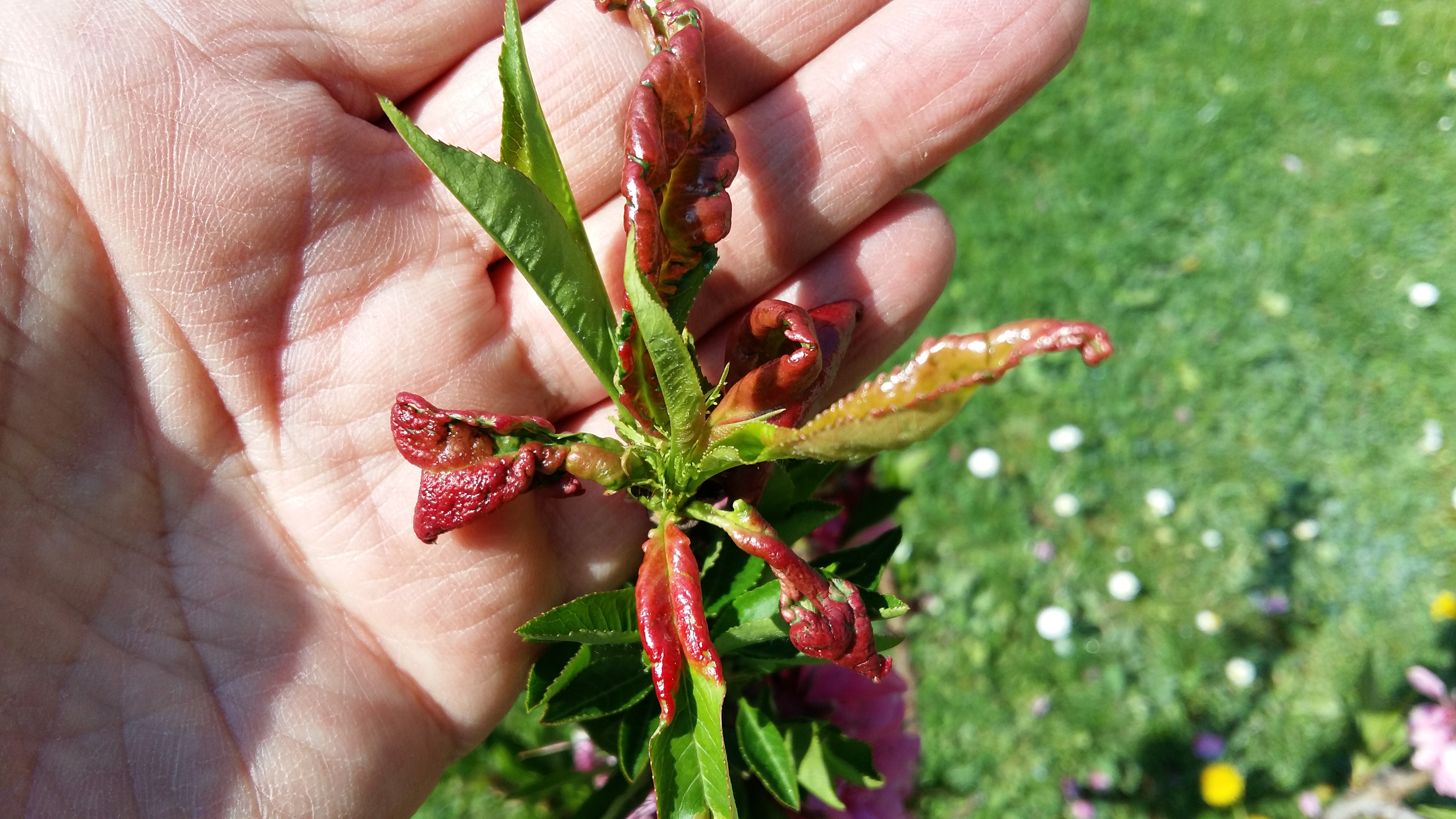 2023. évi 4. – tafrinás – növényvédelmi felhívás – Zsigó György